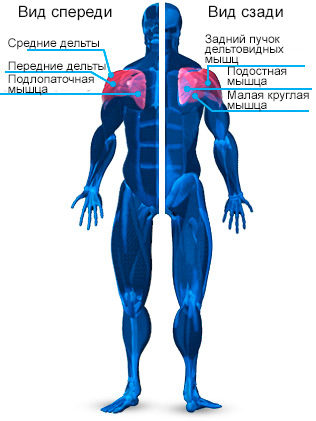 anatomiya-plech