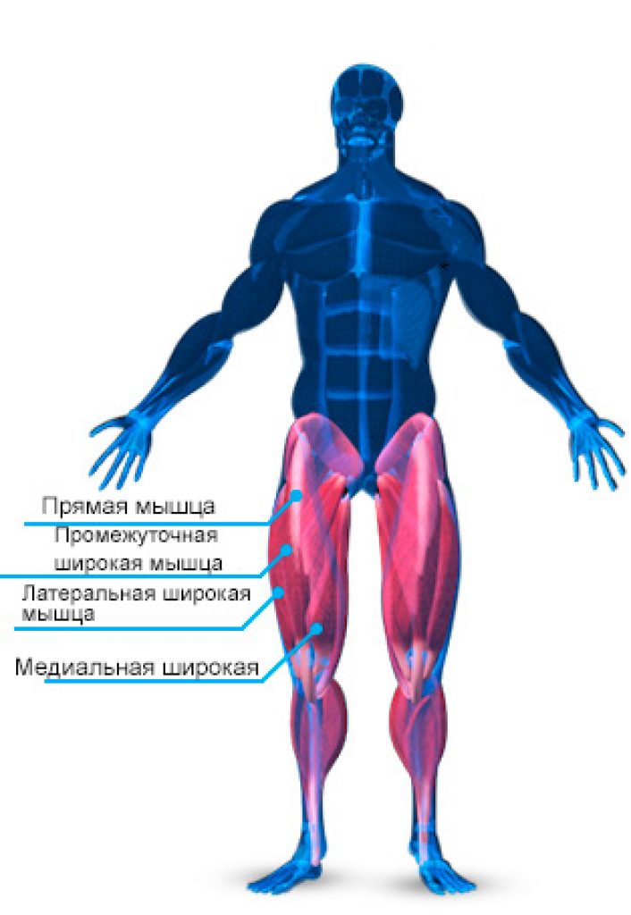Мышцы квадрицепса анатомия