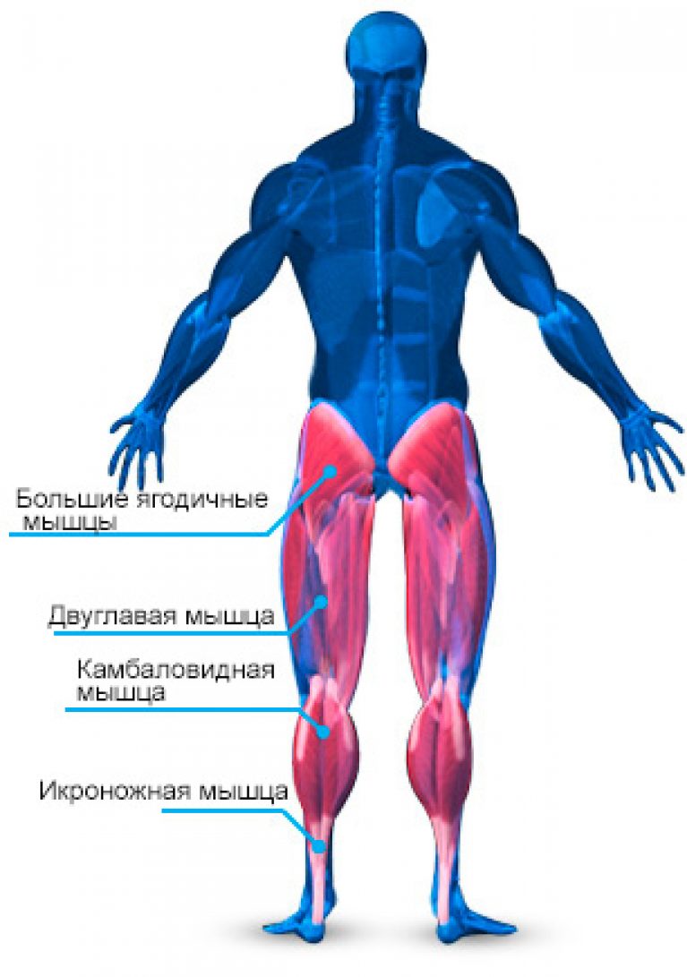 Мышцы ног человека анатомия картинки