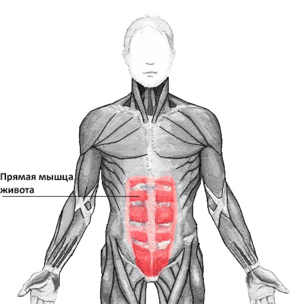 Serratus muscle